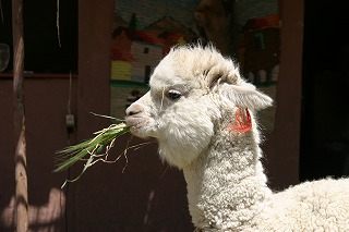 peru2(2006-09-11)347.jpg